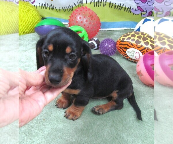 Medium Photo #4 Dachshund Puppy For Sale in RATTAN, OK, USA