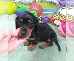Small #3 Dachshund