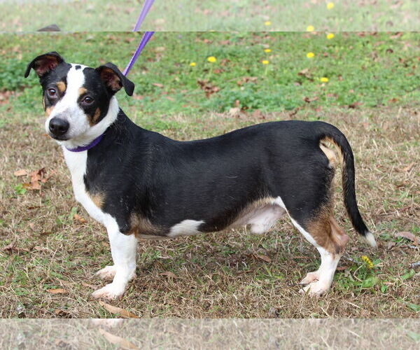 Medium Photo #3 Toy Rat Doxie Puppy For Sale in Prattville, AL, USA