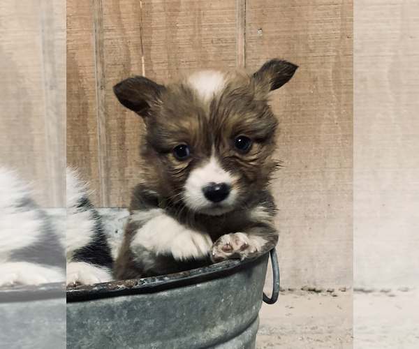 Medium Photo #15 Pembroke Welsh Corgi Puppy For Sale in CENTRALIA, IL, USA