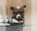 Small Photo #15 Pembroke Welsh Corgi Puppy For Sale in CENTRALIA, IL, USA
