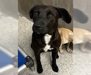 Labrador Retriever-Unknown Mix Dogs for adoption in Lodi, CA, USA