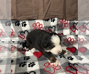 Bernese Mountain Dog Puppy for Sale in BAYARD, Nebraska USA