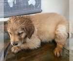 Small Photo #4 Golden Retriever Puppy For Sale in NEOSHO, MO, USA