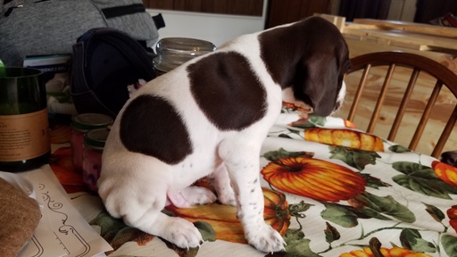 Medium Photo #1 German Shorthaired Pointer Puppy For Sale in BAINBRIDGE, NY, USA