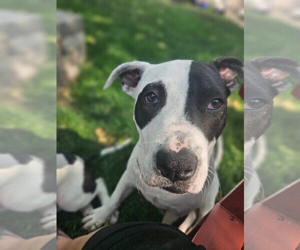 Medium Photo #55 American Pit Bull Terrier Puppy For Sale in Germantown, OH, USA