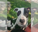 Small #54 American Pit Bull Terrier