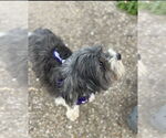 Small #3 Shih Apso