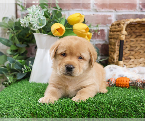 Medium Photo #4 Labrador Retriever Puppy For Sale in SYRACUSE, IN, USA