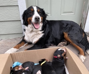 Mother of the Bernese Mountain Dog puppies born on 05/17/2022