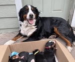 Small Photo #1 Bernese Mountain Dog Puppy For Sale in PLAINS, MT, USA