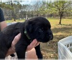Small Photo #17 Rotticorso Puppy For Sale in REEVESVILLE, SC, USA
