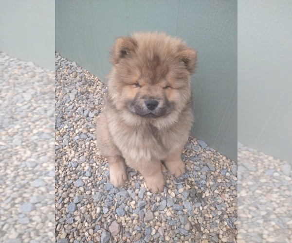 Medium Photo #1 Chow Chow Puppy For Sale in SUN VALLEY, NV, USA