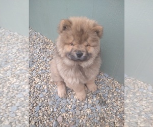 Chow Chow Puppy for sale in SUN VALLEY, NV, USA