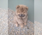 Small Photo #1 Chow Chow Puppy For Sale in SUN VALLEY, NV, USA
