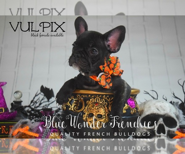 Medium Photo #4 French Bulldog Puppy For Sale in LOX, FL, USA