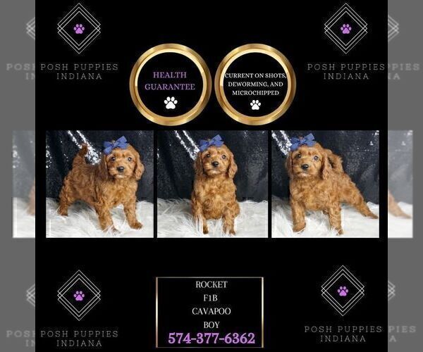 Medium Photo #3 Cavapoo (Miniature) Puppy For Sale in WARSAW, IN, USA