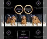 Small Photo #3 Cavapoo (Miniature) Puppy For Sale in WARSAW, IN, USA