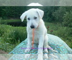 Small #2 German Shepherd Dog