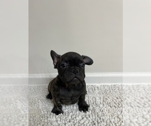 French Bulldog Puppy for sale in CHARLESTON, SC, USA