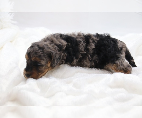 Medium Photo #44 Cockapoo Puppy For Sale in RIPLEY, TN, USA