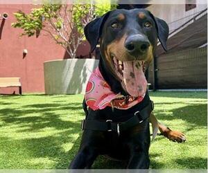Doberman Pinscher Dogs for adoption in Redwood City, CA, USA