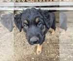 Small #8 Australian Shepherd-Miniature Australian Shepherd Mix