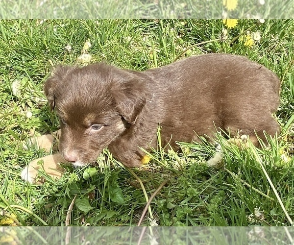 Medium Photo #23 Miniature Australian Shepherd Puppy For Sale in WHITEWATER, MO, USA