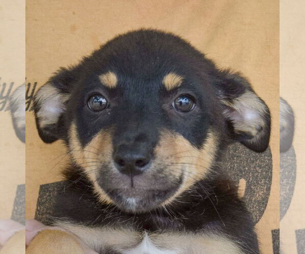 Medium Photo #7 Australian Shepherd-Unknown Mix Puppy For Sale in Huntley, IL, USA