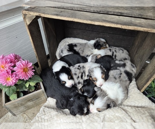 Medium Photo #1 Australian Shepherd Puppy For Sale in SALISBURY, PA, USA
