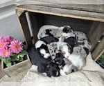 Small Australian Shepherd