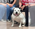 Small #41 American Staffordshire Terrier
