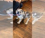 Small Photo #1 English Bulldogge Puppy For Sale in EASTLAND, TX, USA