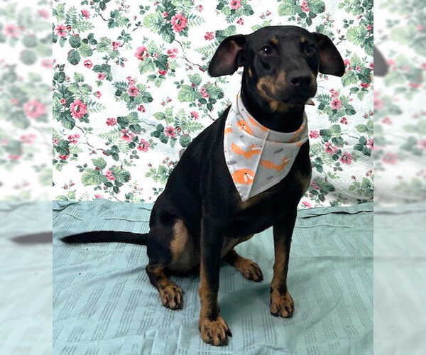Medium Photo #5 Mutt Puppy For Sale in Wetumpka, AL, USA
