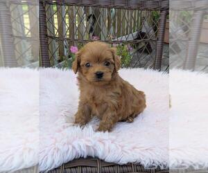 Medium Cock-A-Poo-Poodle (Miniature) Mix