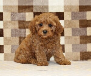 Cavapoo (Miniature) Puppy for sale in DENVER, PA, USA