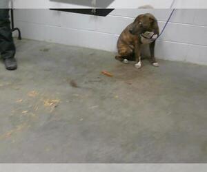 American Pit Bull Terrier Dogs for adoption in St. Cloud, FL, USA