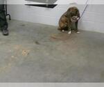 Small American Pit Bull Terrier
