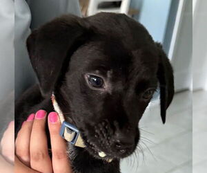 Gollie Dogs for adoption in Canton, CT, USA