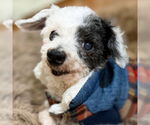 Small #13 Poodle (Toy) Mix