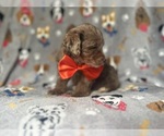 Small #7 YorkiePoo