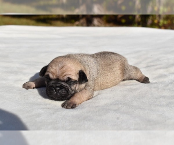 Medium Photo #2 Pug Puppy For Sale in PALM COAST, FL, USA