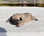 Small #1 Pug