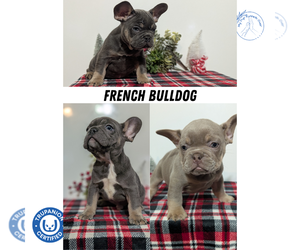 French Bulldog Puppy for Sale in GOSHEN, Indiana USA