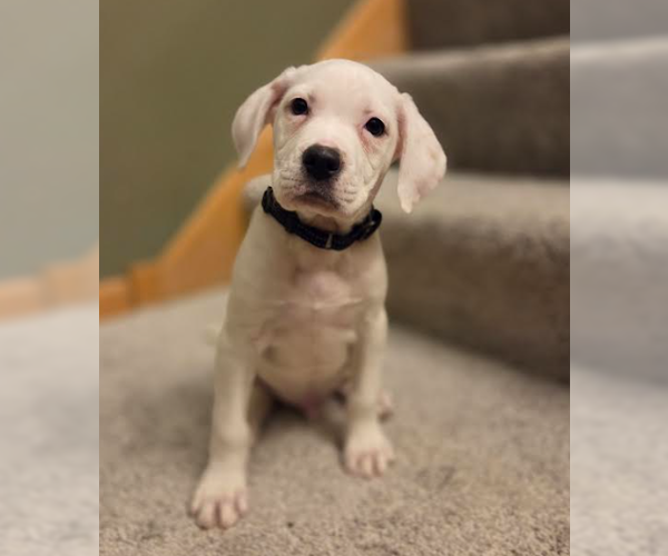 Medium Photo #7 Boxer-Unknown Mix Puppy For Sale in Brooklyn Center, MN, USA