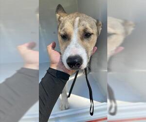 German Shepherd Dog-Unknown Mix Dogs for adoption in Houston, TX, USA