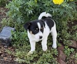 Small #2 Rat Terrier
