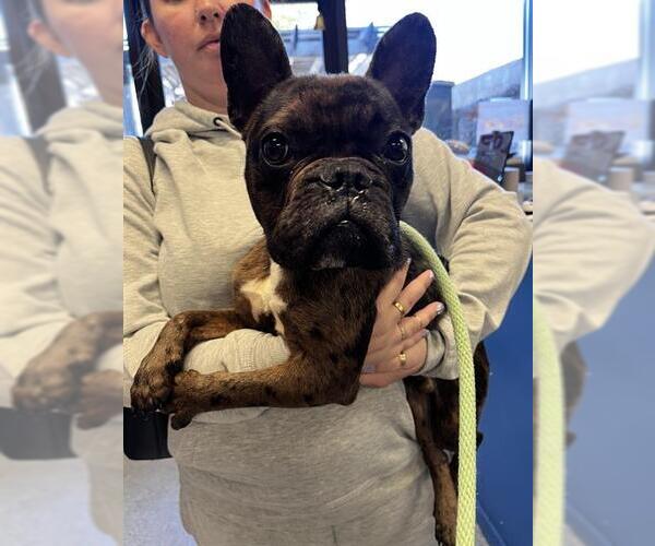 Medium Photo #1 French Bulldog Puppy For Sale in Alameda, CA, USA