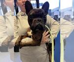 Small French Bulldog