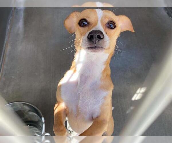 Medium Photo #1 Chihuahua Puppy For Sale in Orange, CA, USA